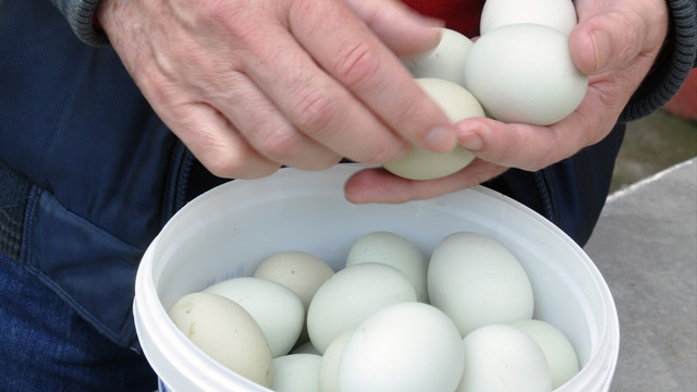 Yeşil yumurtayı 5 liradan satıyor