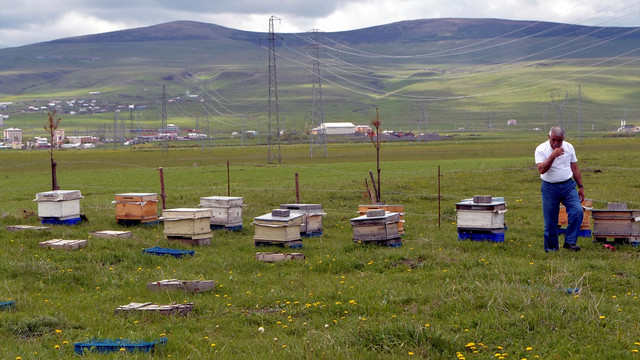 Yurda kaçak sahte Kafkas ana arı girişi yapıldığı iddiası