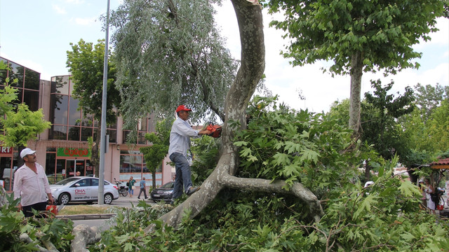 176 yaşındaki anıt ağaçtan kopan dal kaldırıma düştü