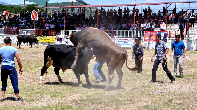 2. Yatağan Boğa Güreşleri Festivali