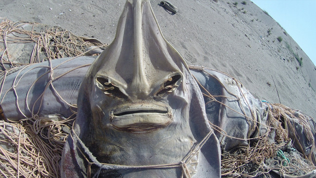 Ağa takılan deniz canlıları telef oldu