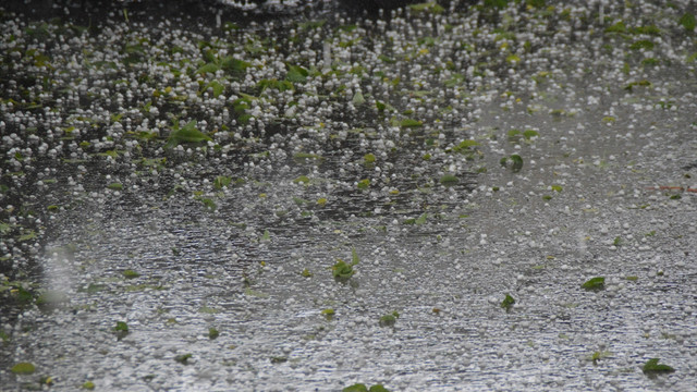Ağrı'da dolu yağışı tarım ürünlerine zarar verdi