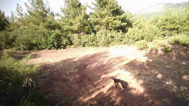 Amanoslarda vaşak görüntülendi