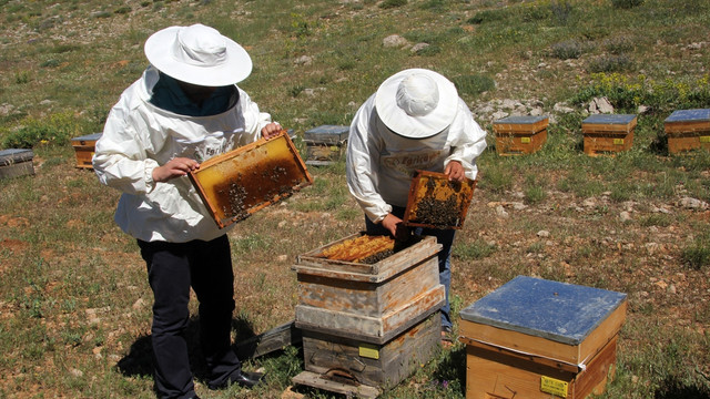 Arılar da yaylaya taşındı