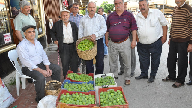İncirde ilekleme dönemi başladı