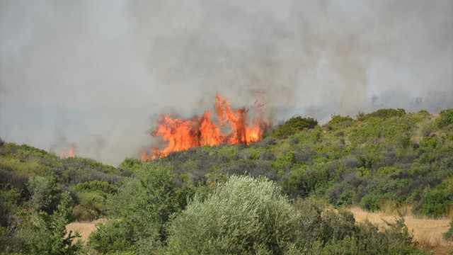 Aydın'da makilik alanda yangın