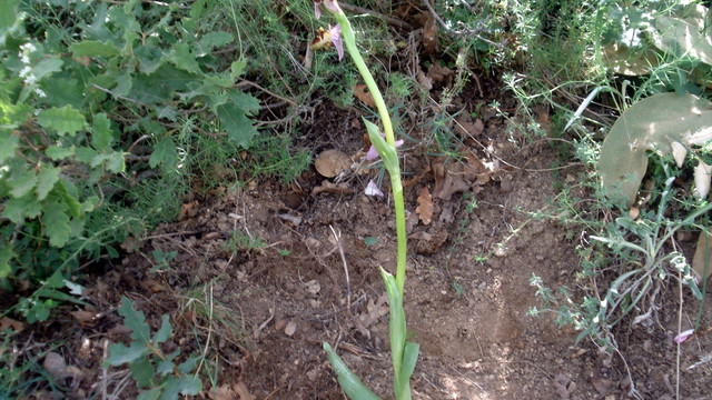 Baraj altında kalacak Frigya orkidesi taşındı