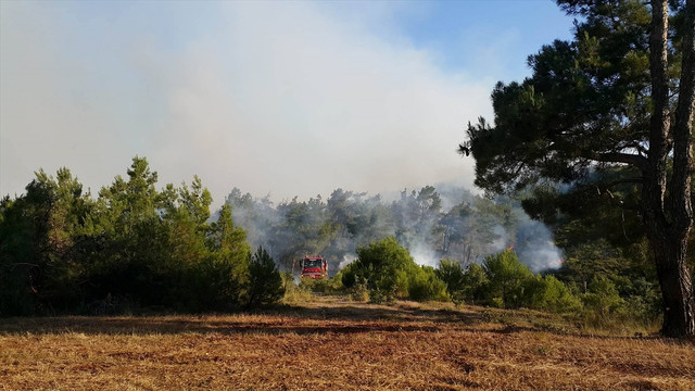 Bayramiç'te orman yangını