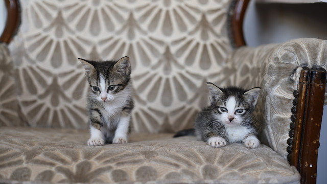 Beslediği sokak kedileriyle yaşama tutunuyor