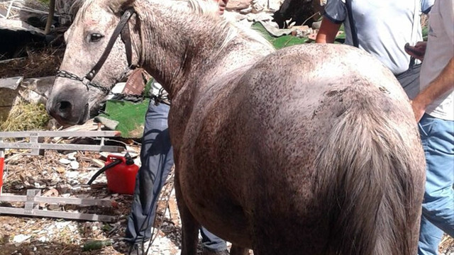 Bodrum'da su dolu kuyuya düşen at kurtarıldı