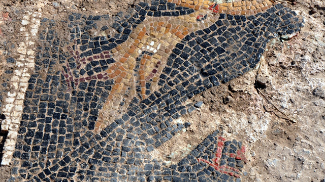 Buğday tarlasında Roma mozaiği bulundu