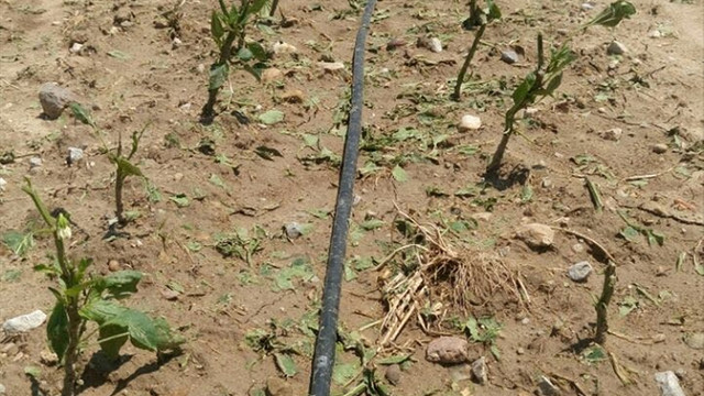 Çanakkaledeki kuvvetli rüzgar ve dolu tarım alanlarına zarar verdi