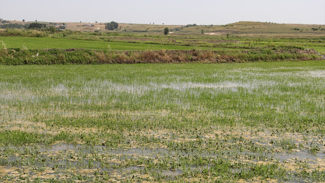 Çeltik tavalarında yabancı otla mücadele başladı
