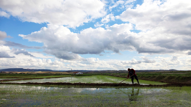 Çeltik üreticisi sıcaktan memnun