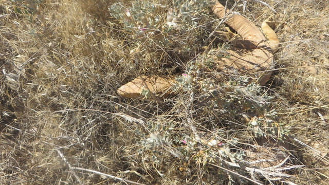 Çöl varanı objektiflere takıldı