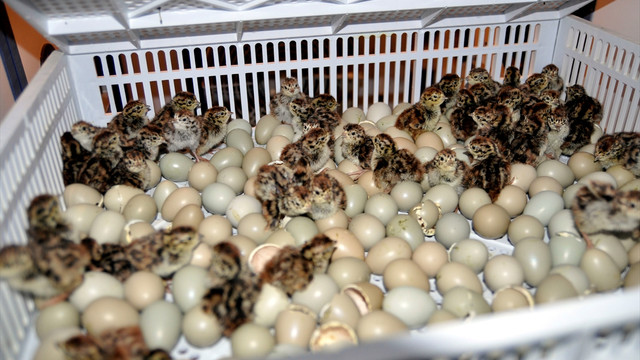 Doğaya 9 bin biyolojik savaşçı salınacak