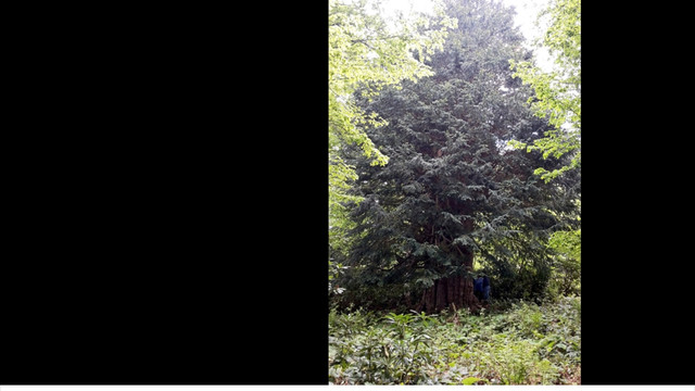 Dünyanın en yaşlı porsuk ağacı tabiat anıtı olacak