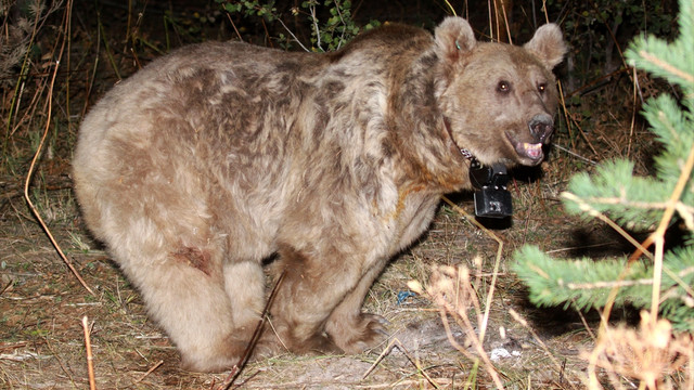 Dünyanın göç eden tek boz ayıları Sarıkamış'ta keşfedildi