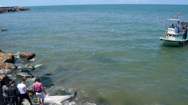 Düzce'de kıyıya ölü yunus vurdu