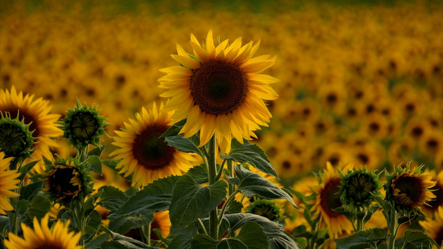 Edirne'de ayçiçek tohumları çiçek açmaya başladı
