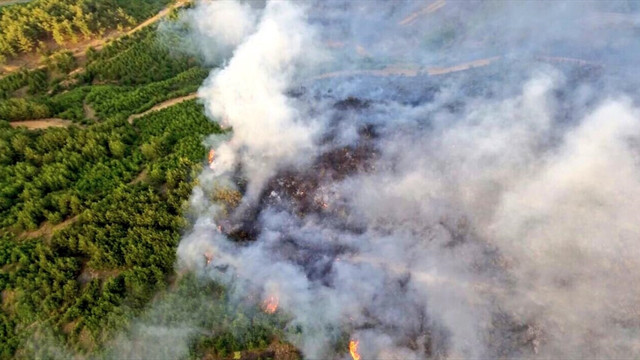 Edirne'deki orman yangını