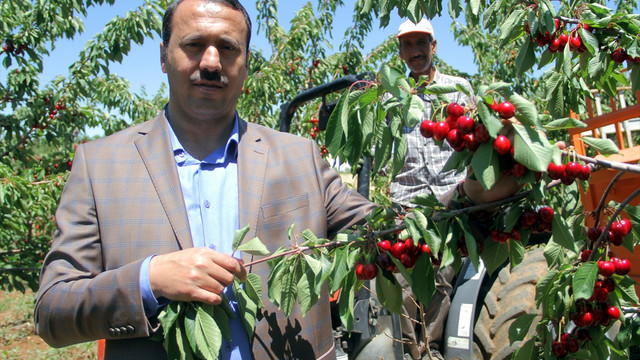 Elazığ'da kiraz bereketi