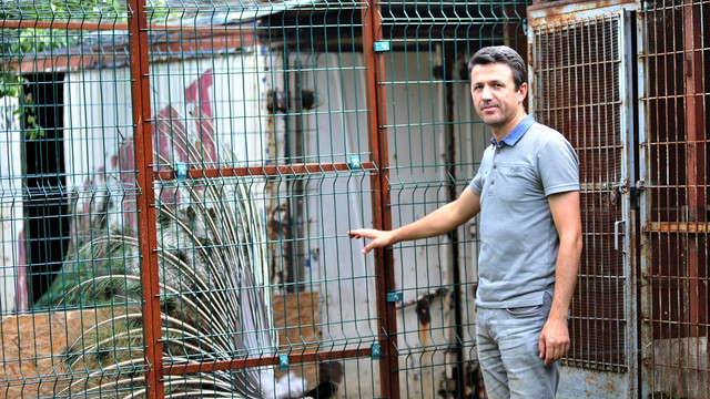 Erkek hindi kuluçkaya yattı