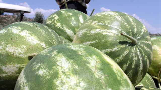 Gölmarmara karpuzunda yüksek fiyat yüz güldürdü
