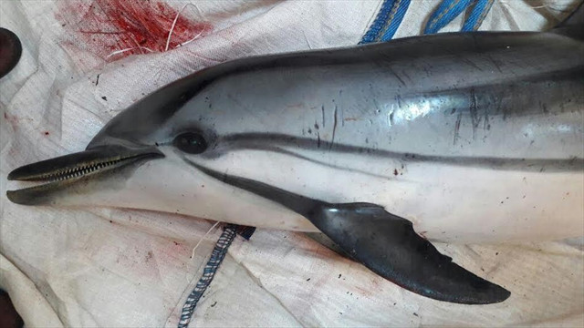 Hatay'da yaralı yunus balığı telef oldu