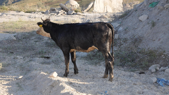 Havuza düşen ineği itfaiye ekipleri kurtardı