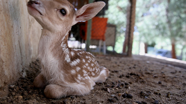 Hayvanat bahçesinde doğurganlık oranı arttı