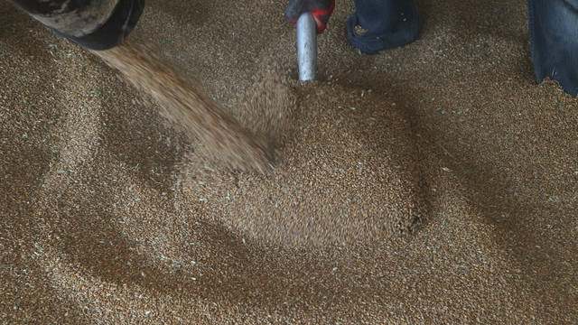 Hububat müdahale alım fiyatı, çiftçinin yüzünü güldürdü