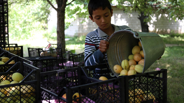Iğdır'da kayısı hasadı başladı