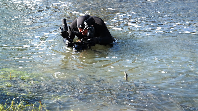 İnci kefalinin zorlu yolculuğu görüntülenecek