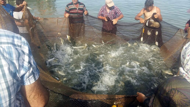 İznik Gölü'nde avlanan balık azaldı