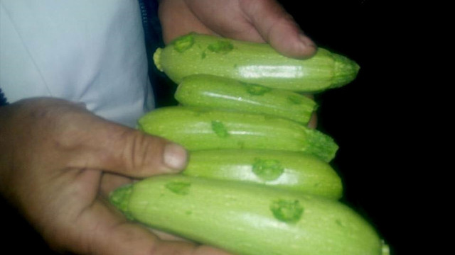 İznik'te tarım arazilerini dolu vurdu