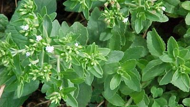 Şeker otu Gaziantepli sanayicilere tanıtıldı