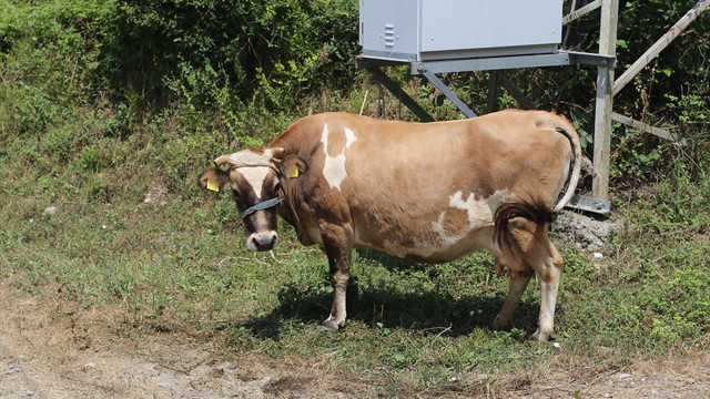 Kaçan ineklerini yakalamaya çalışırken kaza yaptılar