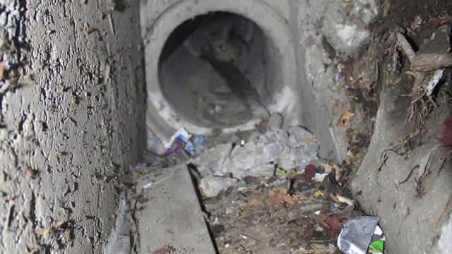 Kanalizasyonda mahsur kalan yavru kediyi itfaiye kurtardı