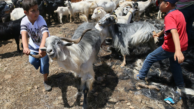 Karaburun Kırkım Şenliği