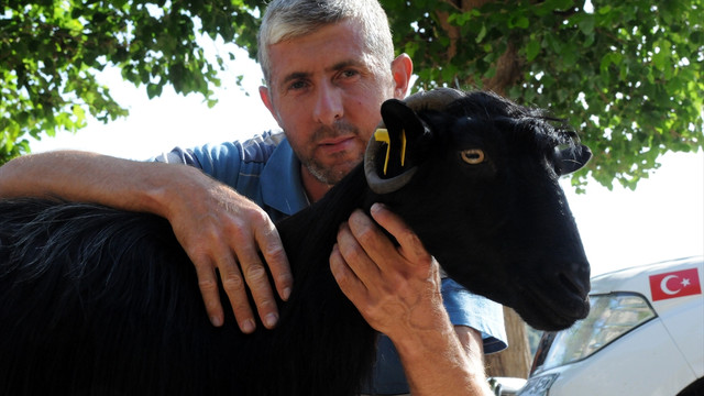 Keçi için kurtarma operasyonu