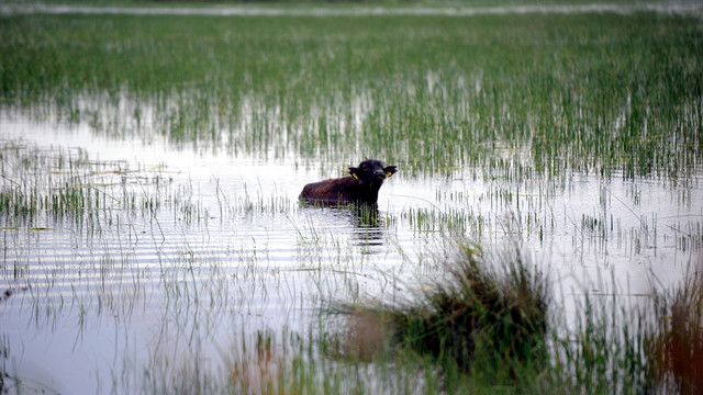 Kızılırmak Deltası'ndaki sazlıklar mandaların doğal mekanı