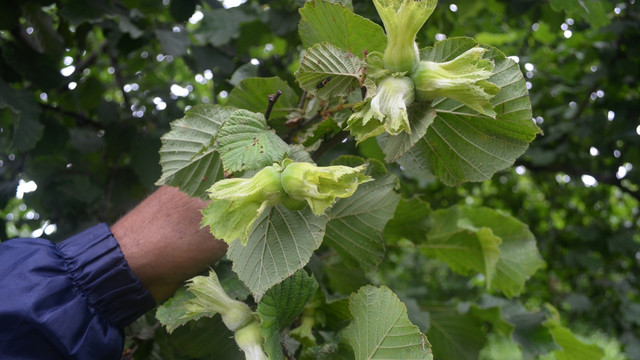 Külleme hastalığı fındıkta kayıplara yol açıyor