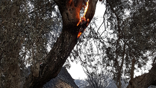 Kumluca'daki orman yangınları