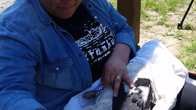 Leyleklerin göç yolu izlenecek