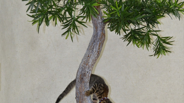 Makam odasının minik misafirleri Limon ile Tekir