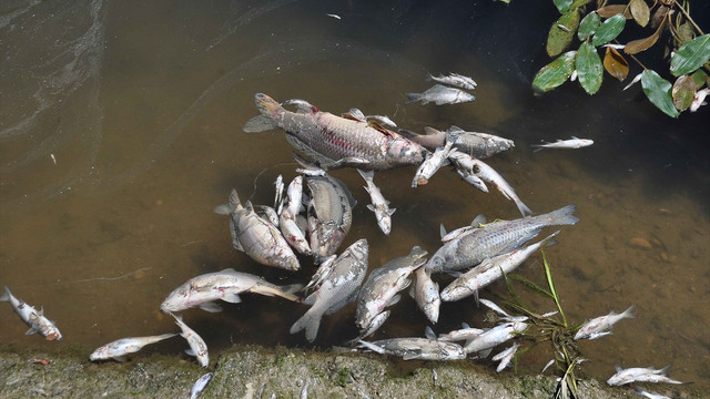 Manavgat'ta derede balık ölümleri