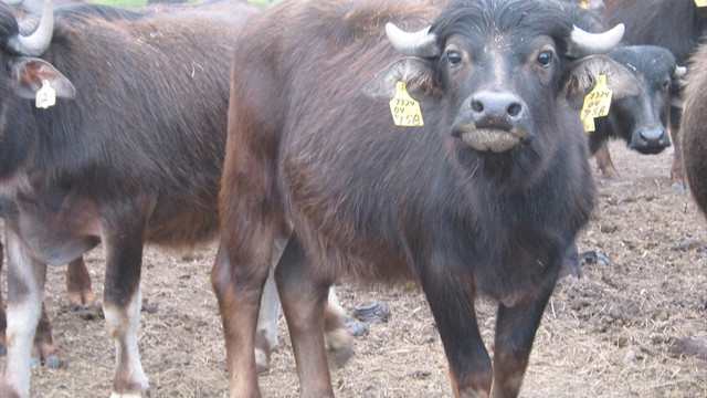 Manda yetiştiriciliğine destek