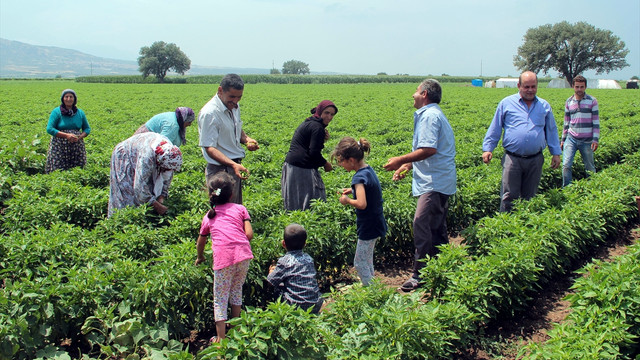 Manisa'ya mevsimlik işçiler gelmeye başladı