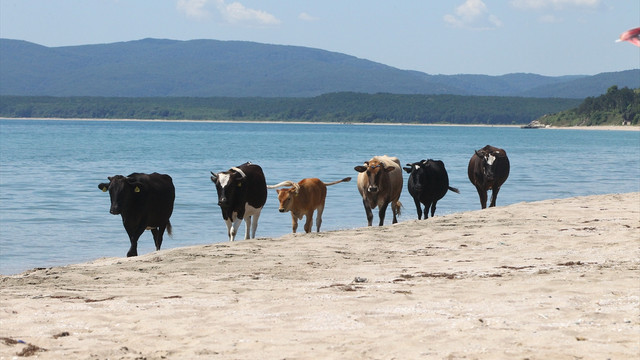 Merada otlayan inekler plajda denize giriyor